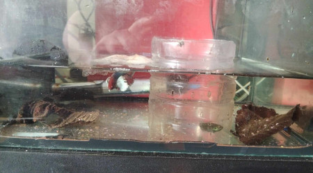 aquarium betta