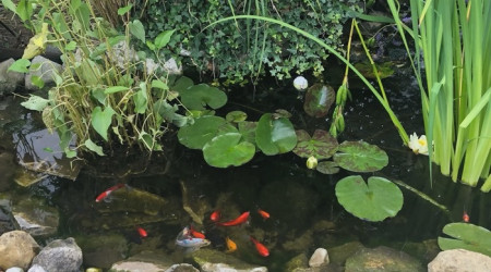 aquarium Bassin 1000 litres