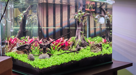 aquarium Souche