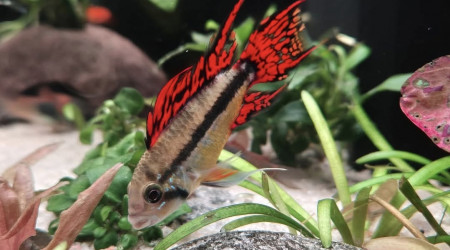 Apistogramma Cacatuoide Triple Red
