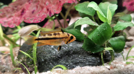 Apistogramma Cacatuoide Triple Red