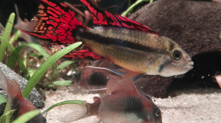 Apistogramma Cacatuoide Triple Red