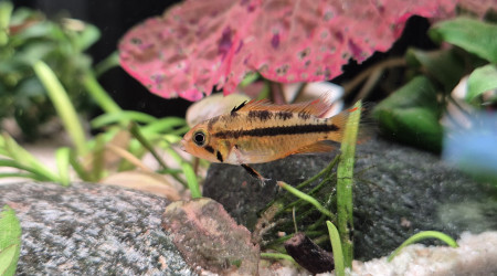 Apistogramma Cacatuoide Triple Red