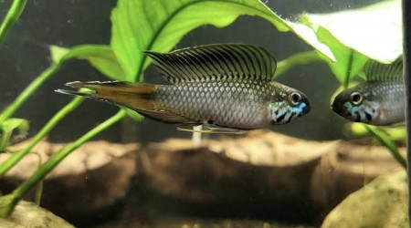Apistogramma sp d42