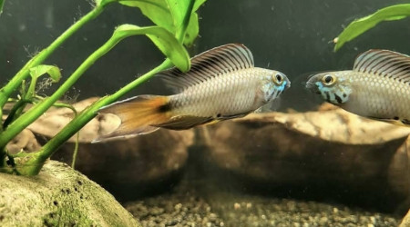 Apistogramma sp d42