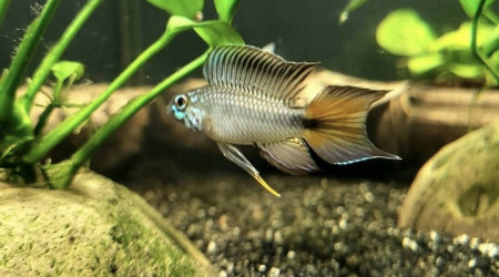 Apistogramma sp d42
