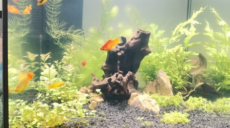 aquarium Starter 60 l