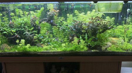 aquarium Ender