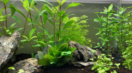 aquarium Mon premier bac