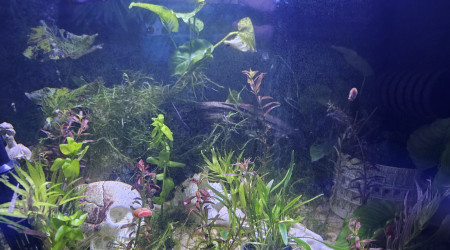 aquarium Bac 100litres