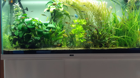aquarium Communautaire I