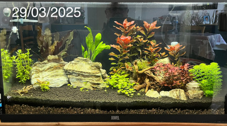 aquarium fred