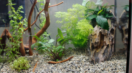 aquarium Nano
