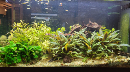 aquarium Le 200 litres