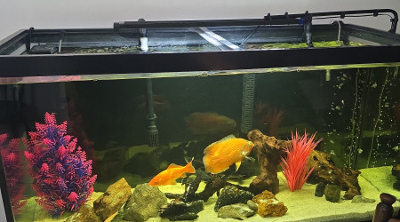 aquarium 100 gallons
