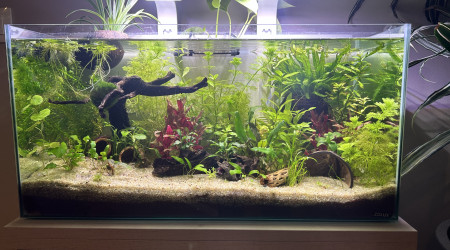 aquarium Bornéo