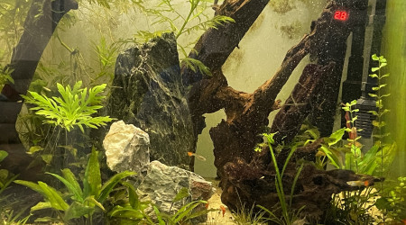 aquarium Cyrillique