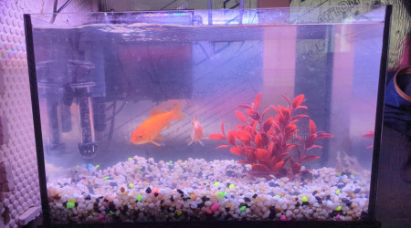 aquarium 10 gallons