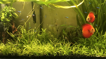 aquarium Aquarium 1