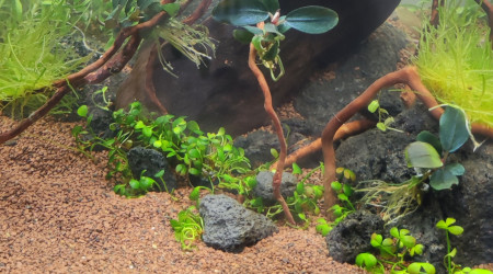 aquarium Nano 30l