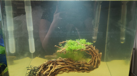 aquarium Deuxième essai