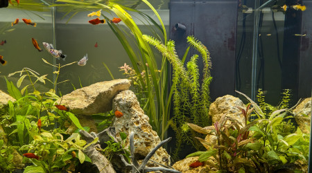 aquarium CIANO EMOTION PRO 60