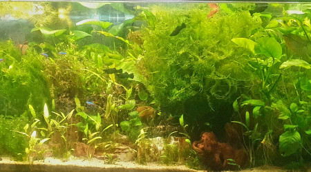 aquarium 240 l