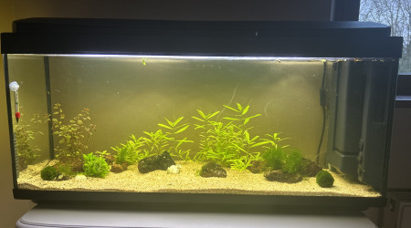 aquarium My first