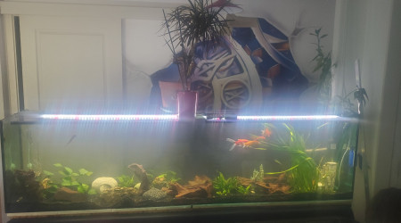 aquarium 450L PR low tech