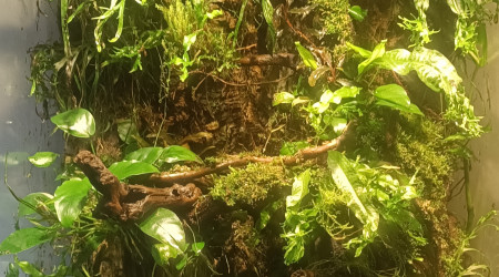 aquarium Terrarium