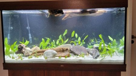 aquarium Projet pH 8 Juwel 350