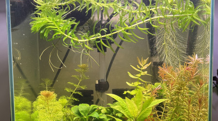 aquarium Caridina world