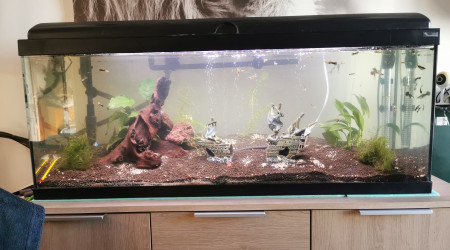 aquarium Aquarium 100L