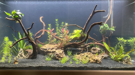 aquarium Bac communautaire