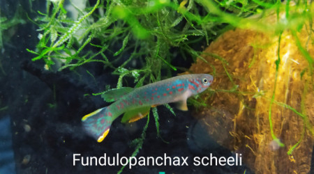 aquarium 134 02 Male Fundulopanchax scheeli