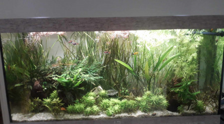 aquarium 240 L