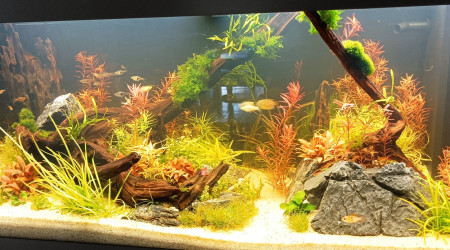 aquarium 180L