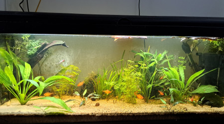 aquarium Serpae otocinclus borellii