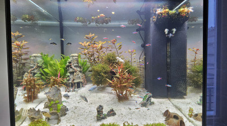 aquarium Salon