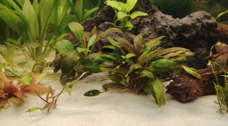 aquarium Amérique du sud