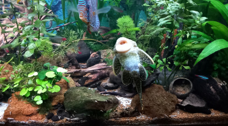 aquarium bac amazonien eau claire  450 litres