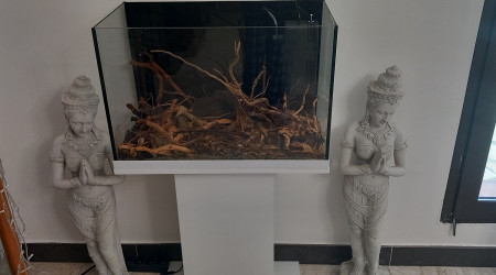 aquarium biotope amazonien  eau noire  70 litres