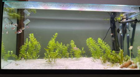 aquarium Asiatique 90L