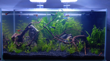 aquarium Guppy aqua