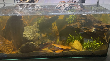 aquarium Black water