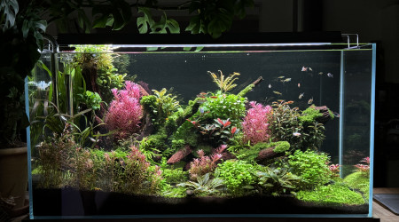 aquarium Bourlot