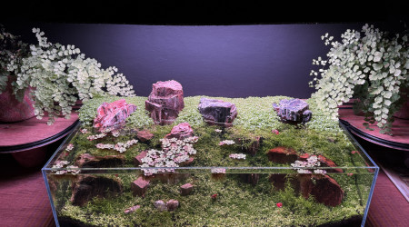aquarium Betelgeuse