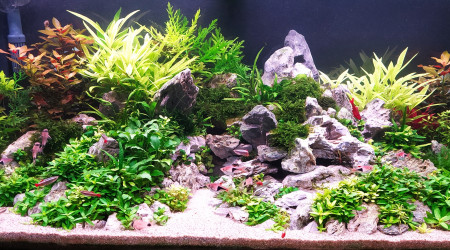 aquarium Sanctuary