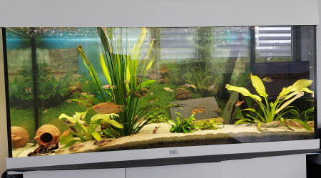 aquarium Amazon