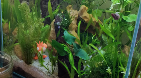 aquarium Walstad